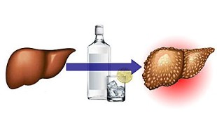 the effect of alcohol on the liver